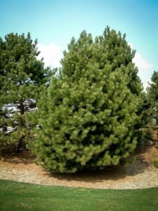 Сосна Чёрная (Pinus Nigra) купить по цене от 270.00р. в интернет-магазине «Посадика» с доставкой почтой в в Гороховеце и по всей России – [изображение №1].