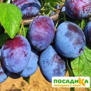 Слива Чачакская ранняя купить по цене от 229.00р. в интернет-магазине «Посадика» с доставкой почтой в в Гороховеце и по всей России – [изображение №1].