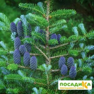 Пихта корейская (Abies koreana) купить по цене от 450.00р. в интернет-магазине «Посадика» с доставкой почтой в в Гороховеце и по всей России – [изображение №1].