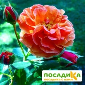 Роза Арабия купить по цене от 350.00р. в интернет-магазине «Посадика» с доставкой почтой в в Гороховеце и по всей России – [изображение №1].