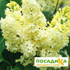 Сирень Примроуз (Primrose) купить по цене от 529.00р. в интернет-магазине «Посадика» с доставкой почтой в в Гороховеце и по всей России – [изображение №1].