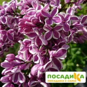 Сирень Сенсация купить по цене от 529.00р. в интернет-магазине «Посадика» с доставкой почтой в в Гороховеце и по всей России – [изображение №1].