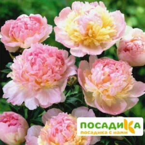 Пион Распберри Сандей (Paeonia Raspberry Sundae) купить по цене от 959р. в интернет-магазине «Посадика» с доставкой почтой в в Гороховеце и по всей России – [изображение №1].