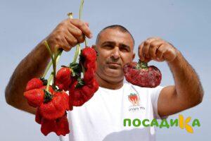 Клубника Гигант Джорнея купить по цене от 266р. в интернет-магазине «Посадика» с доставкой почтой в в Гороховеце и по всей России – [изображение №1].