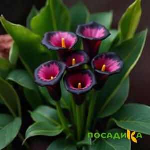 Калла Аура Лейс купить по цене от 400р. в интернет-магазине «Посадика» с доставкой почтой в в Гороховеце и по всей России – [изображение №1].