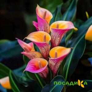 Калла Оникс купить по цене от 450р. в интернет-магазине «Посадика» с доставкой почтой в в Гороховеце и по всей России – [изображение №1].