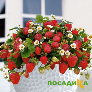 Клубника Рубиновый Шепот (горшечная) купить по цене от 240р. в интернет-магазине «Посадика» с доставкой почтой в в Гороховеце и по всей России – [изображение №1].