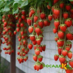 Клубника вьющаяся Комплимент купить по цене от 470р. в интернет-магазине «Посадика» с доставкой почтой в в Гороховеце и по всей России – [изображение №1].