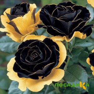 Роза Ханни Сикл купить по цене от 700р. в интернет-магазине «Посадика» с доставкой почтой в в Гороховеце и по всей России – [изображение №1].