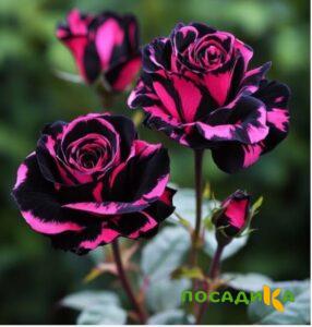 Роза Багровый Шепот купить по цене от 366р. в интернет-магазине «Посадика» с доставкой почтой в в Гороховеце и по всей России – [изображение №1].