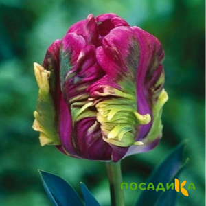 Тюльпан Экзотик Хэвен купить по цене от 186р. в интернет-магазине «Посадика» с доставкой почтой в в Гороховеце и по всей России – [изображение №1].